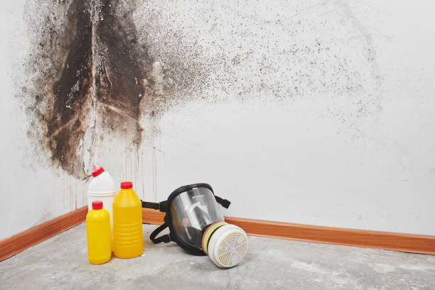 Best Professional Mold Removal  in Gilbertsville, PA