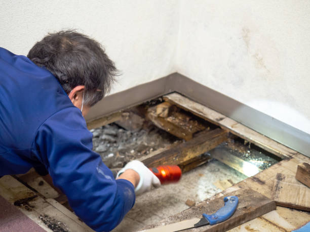 Best Fast Mold Removal  in Gilbertsville, PA