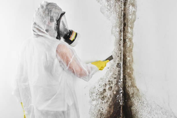 Best Emergency Mold Removal  in Gilbertsville, PA
