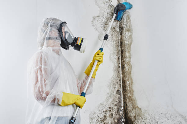 Best Residential Mold Removal  in Gilbertsville, PA