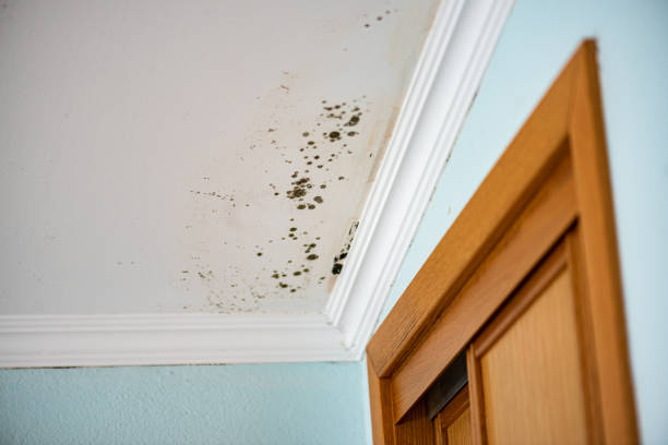 Best Mold Remediation  in Gilbertsville, PA