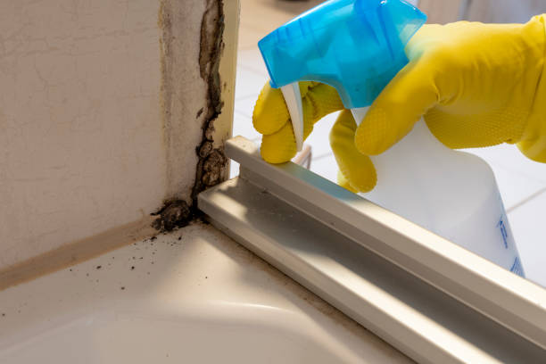 Best Fast Mold Removal  in Gilbertsville, PA