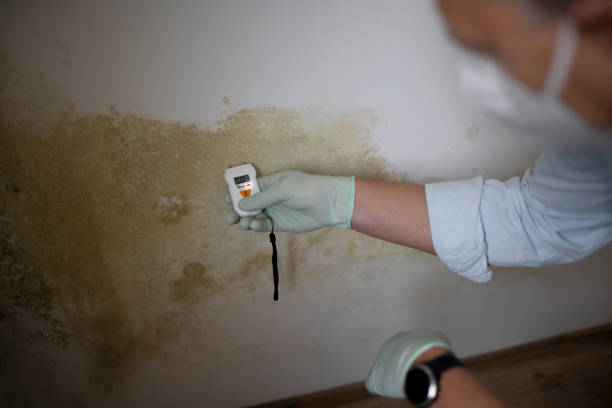 Best Black Mold Removal  in Gilbertsville, PA