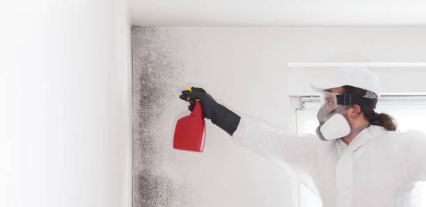 Best Emergency Mold Removal  in Gilbertsville, PA