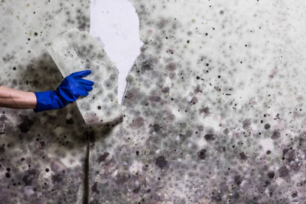Best Commercial Mold Removal  in Gilbertsville, PA